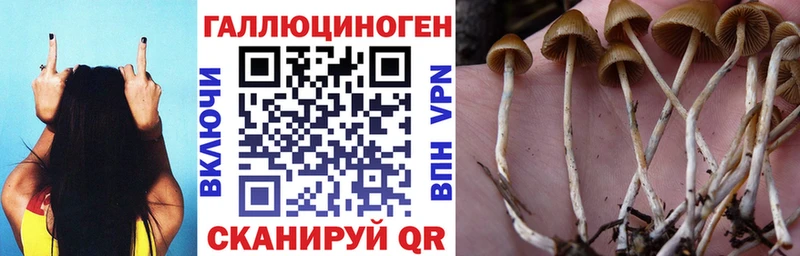 Псилоцибиновые грибы Psilocybe  Купить  Барабинск 